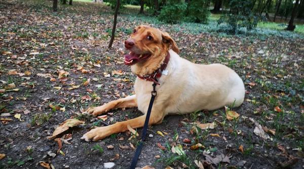 de ce sa adopti un caine poveste despre kola kariola si adoptia care ne a schimbat viata