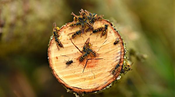 padurar mort dupa ce ar fi fost intepat de viespi