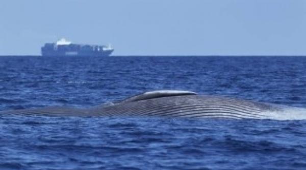 balena de aproximativ 10 metri a fost gasita moarta in fluviul tamisa