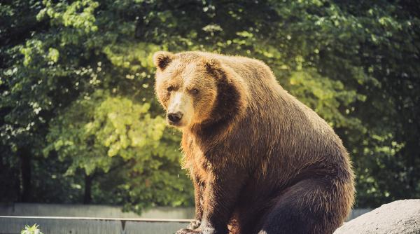 barbat in stare grava dupa ce a fost atacat de urs la brasov
