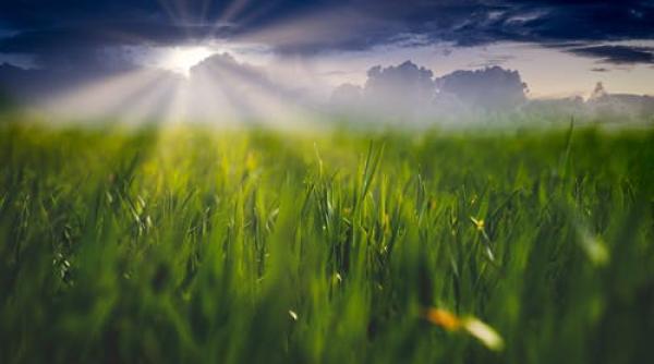 revolutie in agricultura plante inoculate cu bacterii pentru a creste rezistenta la sare