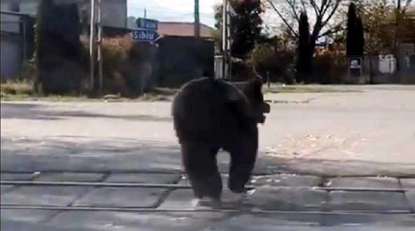 doi copii si un barbat atacati de urs in orasul victoria