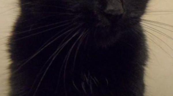 meow pisica de terapie din spitalele din londra video