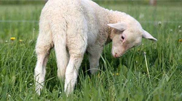 sute de oi si capre au luat cu asalt strazile din madrid care a fost motivul foto