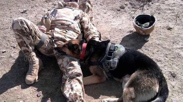 mihai fifor mesaj de apreciere la adresa militarilor e liniste datorita lor