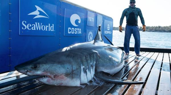 un rechin alb de peste 2 tone  liber de a lungul coastei de est a sua