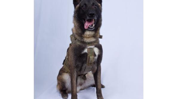 cainele erou a participat la raidul impotriva teroristului baghdadi