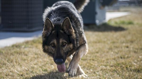 trei copii muscati de un caine lup chiar in sala de clasa
