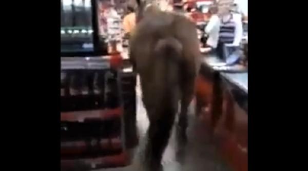 imagini incredibile cu calul prin magazin video