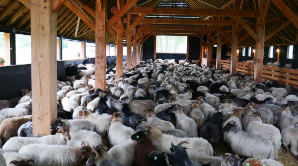 au incercat sa fure 700 de oi de la o stana patru barbati cercetati de politie