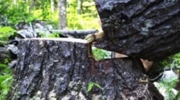 copac cazut pe carosabil pe dn1 trafic ingreunat