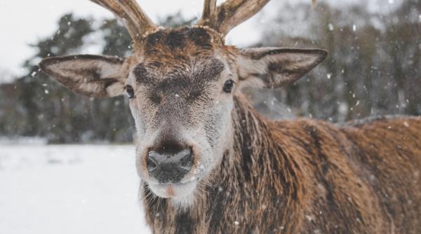 un cerb pitic fotografiat la 30 de ani de cand era considerat disparut