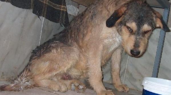 protest impotriva testelor pe animale mii de oameni au participat