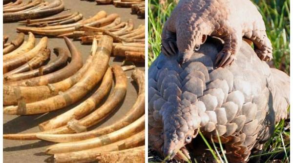 transport clandestin de solzi de pangolin  descoperit la istanbul  ar fi ajuns in romania