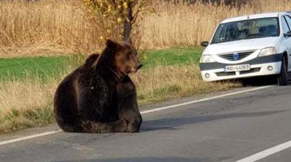 urs lasat in agonie pe sosea liviu harbuz tara incompetentei si prostiei