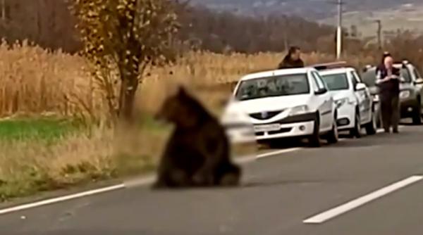 urs lovit lasat pe strada directorul dsvsa harghita nu intra in atributiile lor