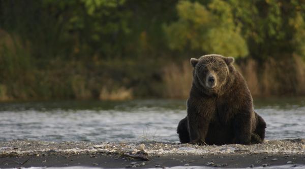 paradox cu ursul lasat sa agonizeze o zi in harghita marea tacere a ong urilor