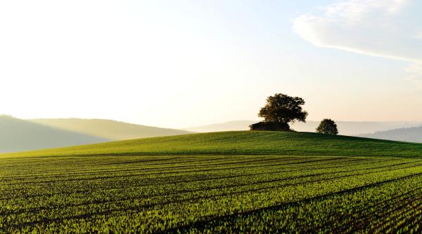 tot ce se stia despre gazon s a schimbat dr hong luo de la universitatea clemson modificare majora