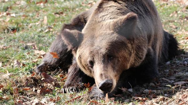 un urs ranit de masina salvat de pe dn 11 a ajuns intr o rezervatie