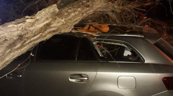 copac cazut pe o masina in constanta copil prins inauntru