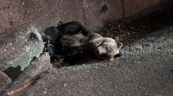 un alt urs a fost accidentat de o masina update