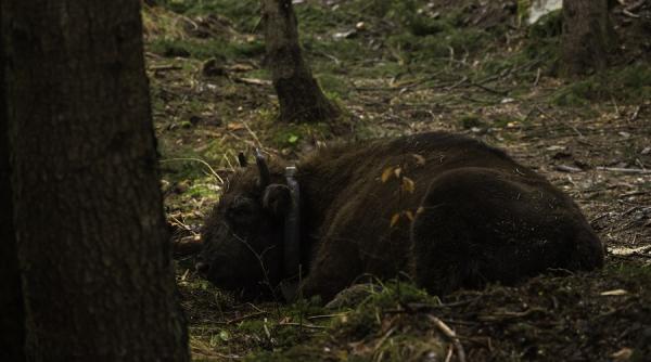 zimbri in muntii fagaras primele exemplare aduse de fundatia carpathia