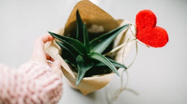 aloe vera 6 beneficii pentru sanatatea inimii si efecte adverse