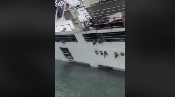 tudor tim ionescu a rabufnit dupa ce 14 600 de oi au murit pe unii ii roade