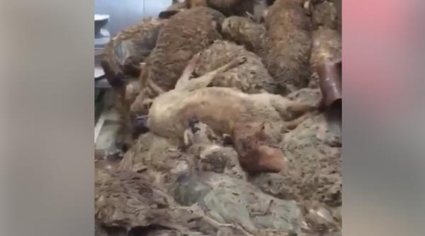 tragedie in portul midia nava cu 14 000 de oi rasturnata imagini groaznice video