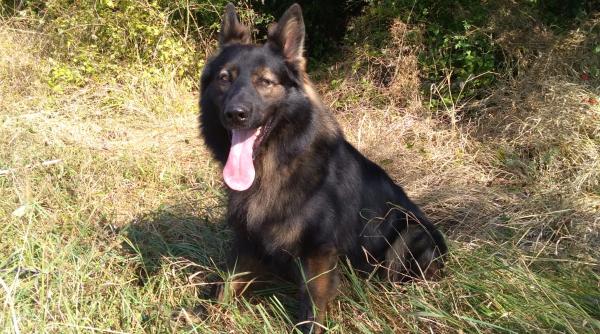 femeie disparuta gasita cu ajutorul cainelui politist