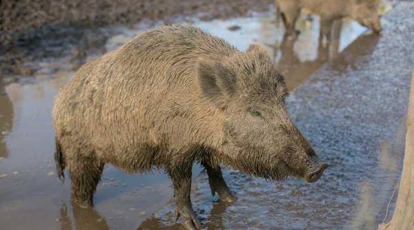 femeie atacata de mistret in giurgiu localnicii avertizati prin ro alert