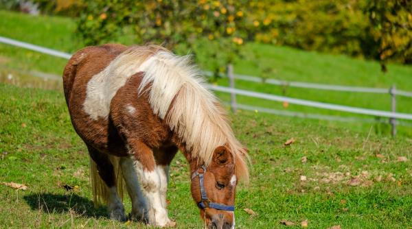 romani condamnati in franta dupa ce au taiat un ponei sa l manance