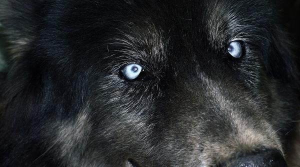 30 noiembrie intrarea in noul an dacic noaptea lupilor