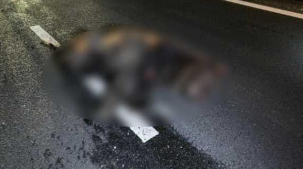 inca un urs omorat de o masina in mures