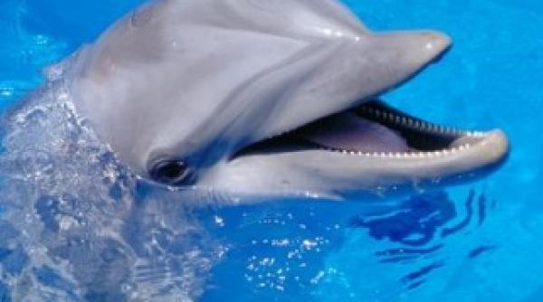 incident rar fetita atacata violent de doi delfini a fost groaznic