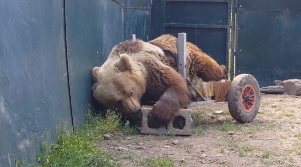 ursuletul usko a murit a fost singurul urs din lume care a trait intr un scaun rulant