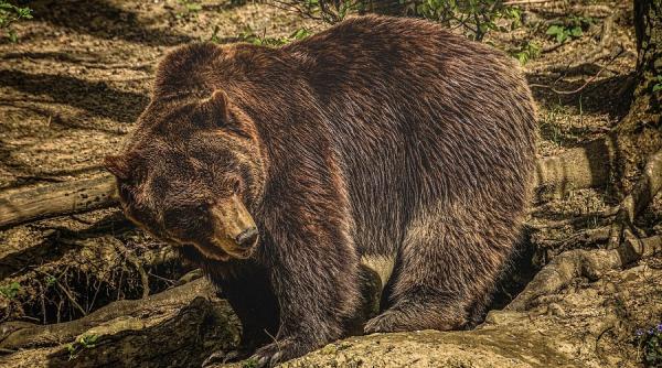 ro alert urs prins in lat intr o padure din romania