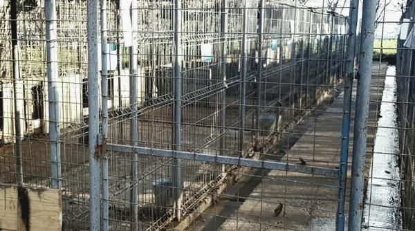 la adapostul public barlad cainii nu latra intrebare dureroasa pentru un premier iubitor de animale