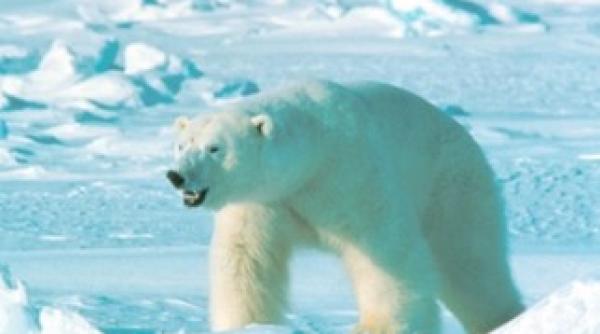 imagini virale urs polar pictat cu vopsea neagra oamenii de stiinta sunt ingrijorati