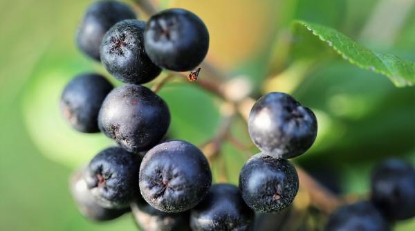 ce este aronia fructul cosmonautilor si care sunt beneficiile acestuia