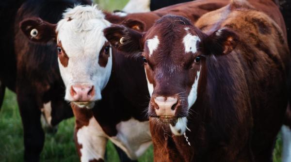 animale salvate din mana hotilor vaci furate din curtile oamenilor