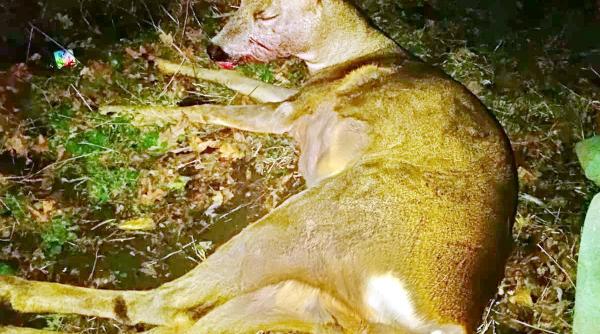 caprioara ranita gasita pe marginea drumului salvata de pompieri