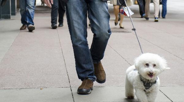 dosar penal pentru ca s a indragostit de un bichon