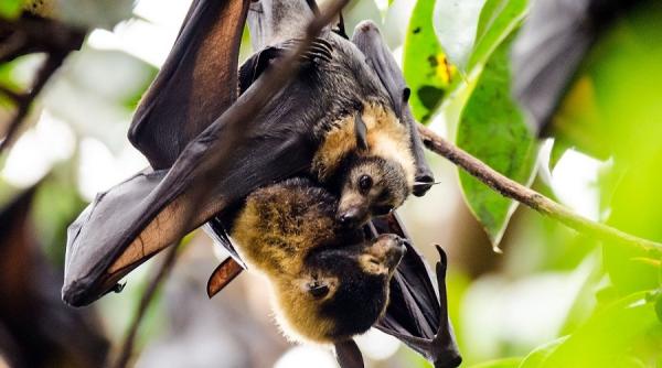 un nou dezastru ecologic in australia incendiile pericliteaza existenta speciei de vulpi zburatoare