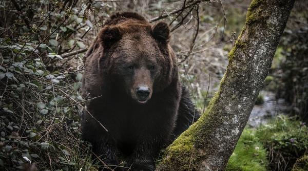 avertizare ro alert jandarmii chemati sa alunge un urs dintr un sat din harghita