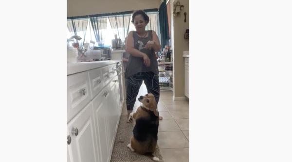 cainele care danseaza raggaeton mai bine decat tine video amuzant