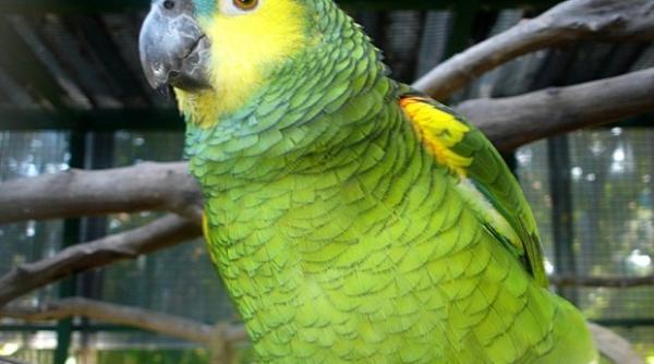 bancul zilei papagali de vanzare