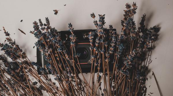 florile care te scapa de insomnie alte efecte uimitoare pentru organism