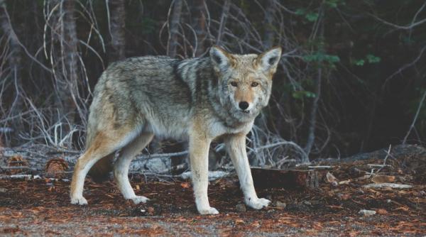 lup suspectat ca a mancat un cangur