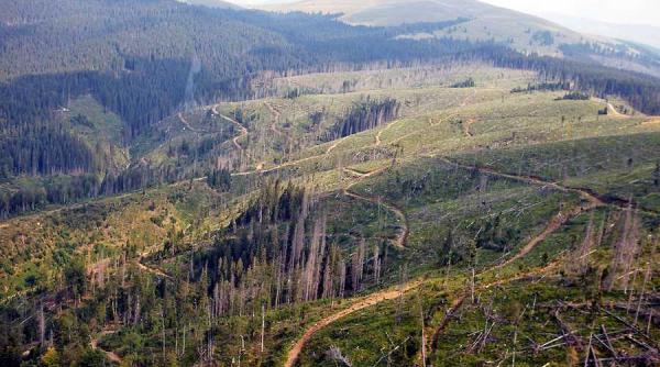 avertismentul comunitatii forestierilor din romania urmeaza un blocaj total